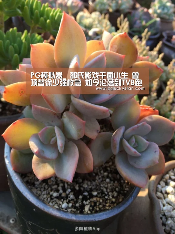 PG模拟器_
邵氏影戏千面小生 曾顶替徐少强救急 如今沦落到TVB跑龙套(图2) PG公司