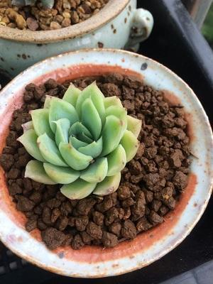 PG直播