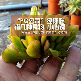 “PG公司”经期吃错几种食物 小心诱发痛经(图1) PG模拟器